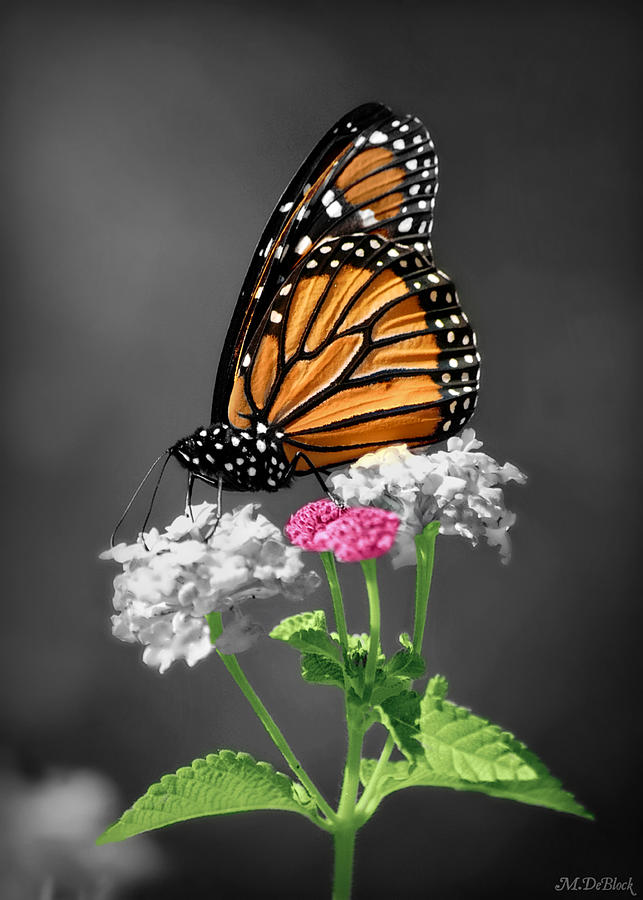 Selective Color Monarch Butterfly Photograph by Marilyn DeBlock