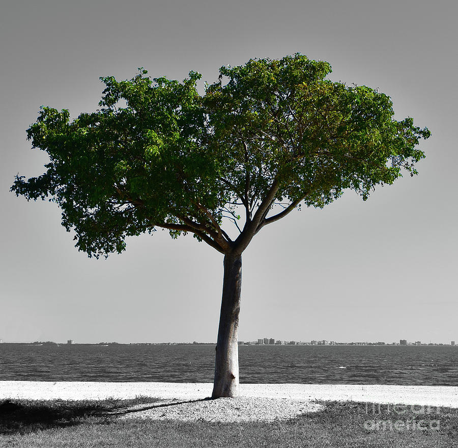 Selective Color Oak with Black and White Beach Photograph by Christine Dekkers