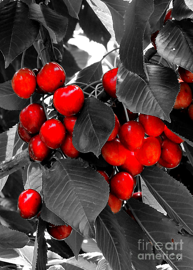 Selective Color Red Cherries Photograph by Carol Groenen