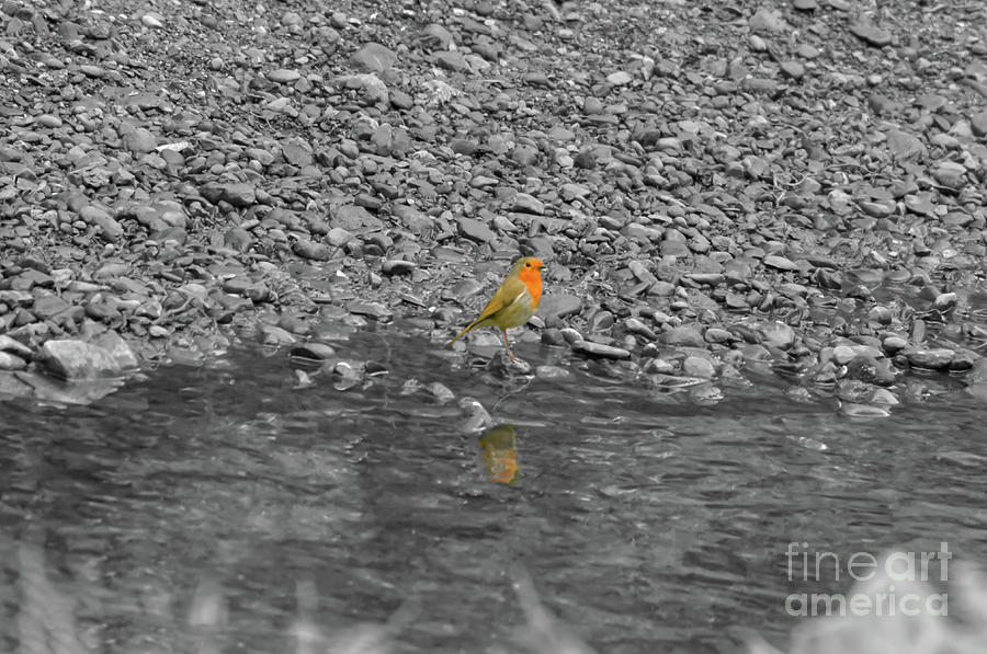 Selective colour of a Robin in a stream Photograph by Pics By Tony
