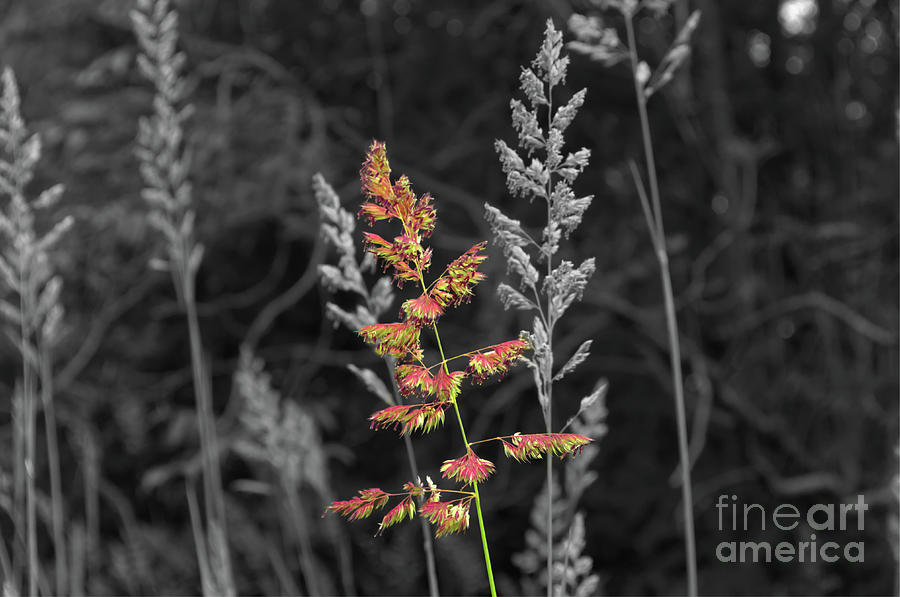 Selective colour of grassland-Hopwood Nature Reserve England UK Photograph by Pics By Tony