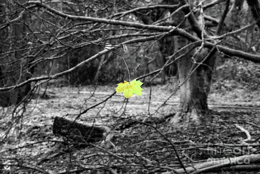 Selective colour winter leaf Photograph by Pics By Tony