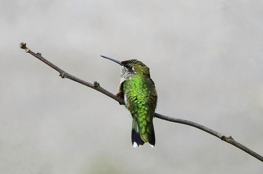 Selective Hummingbird Photograph by Carmen Macuga - Fine Art America