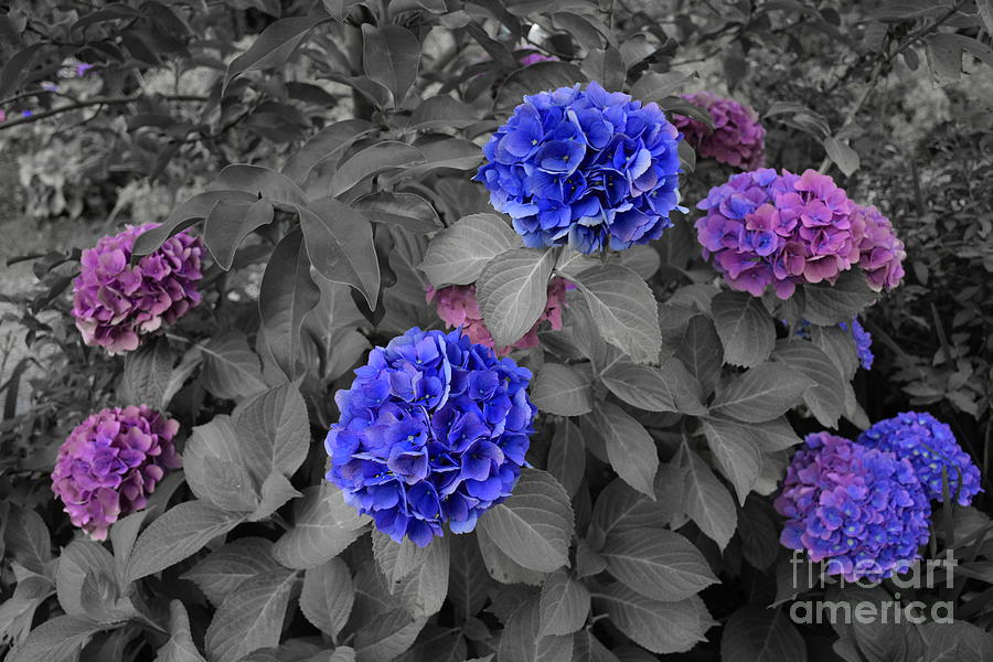 Selectively Purple and Blue Hydrangeas Photograph by Sea Change Vibes