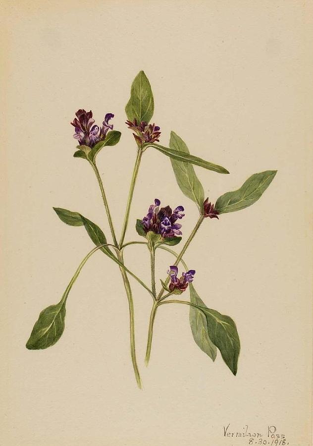 Self-Heal Prunella vulgaris Painting by Mary Vaux Walcott - Fine Art ...