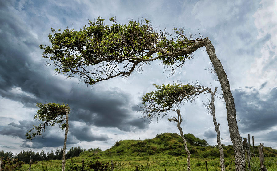 Self-seeking trees Photograph by Micah Offman
