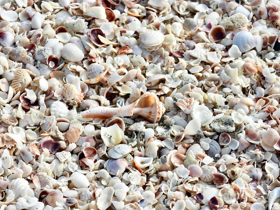 Shelltastic Photograph by Beth Myer Photography