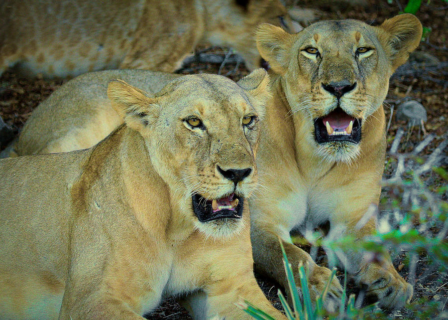 Selous Sisters Photograph by Gene Taylor