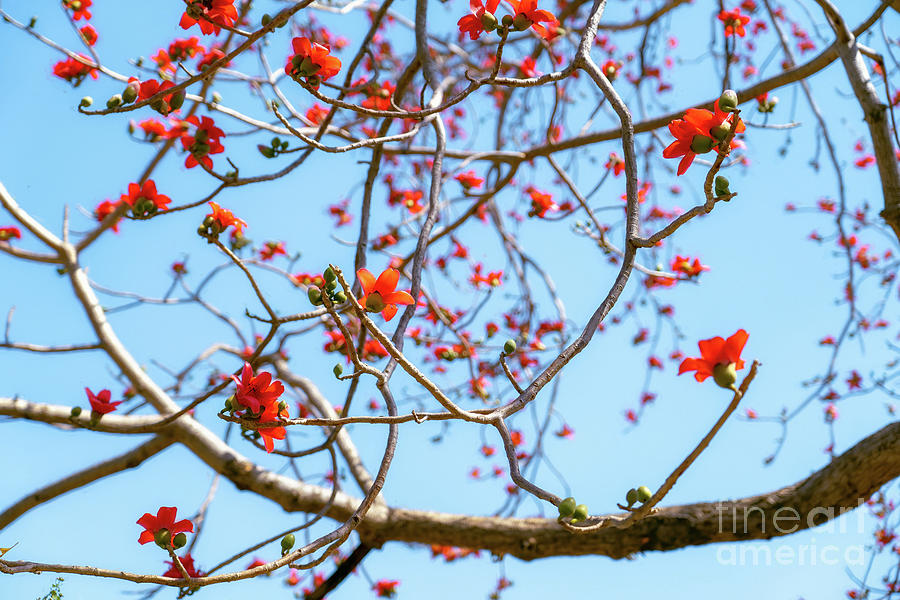 Semal Flowers Photograph by Nilesh Bhange