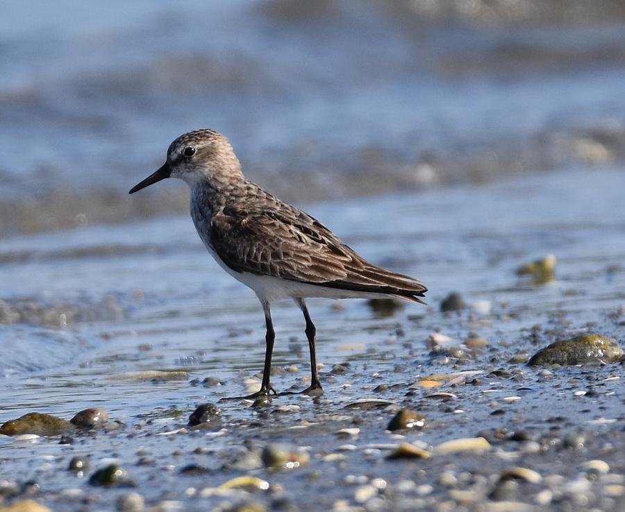 Semi-palmated Sandpiper Photograph by Barbara Seith - Fine Art America