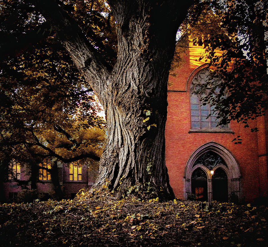 Seminary Oak Photograph by Eyes Of CC