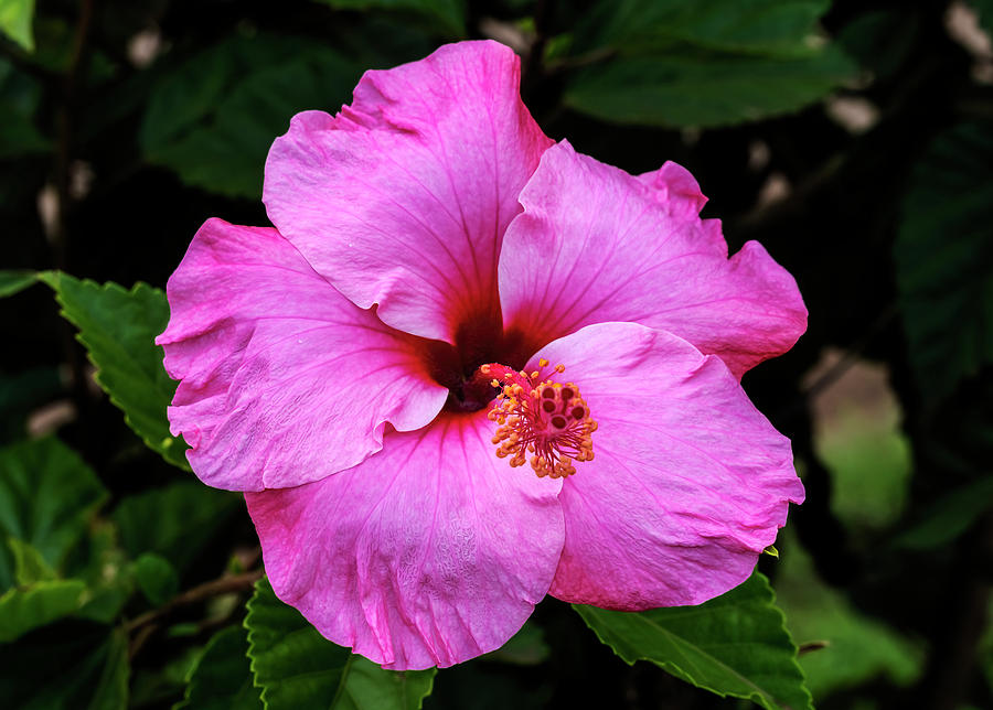 Seminole Pink Tropical Hibiscus Flowers Easter Island Chile Photograph ...