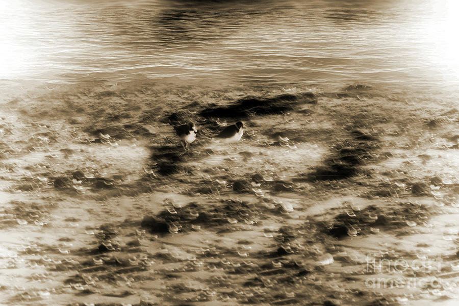 Semipalmated Plover - Monochromatic Digital Art by Anthony Ellis