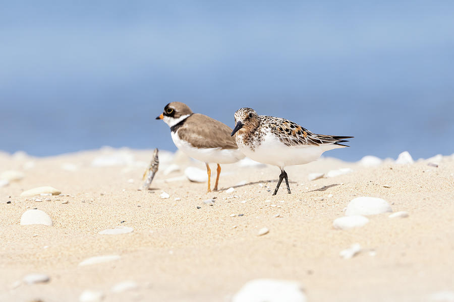 Semipalmated Sandpiper and Piping Plover Photograph by Craig Sterken