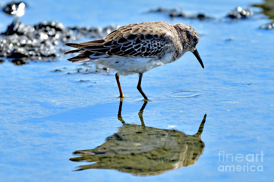 Semipalmated sandpiper Photograph by Amazing Action Photo Video