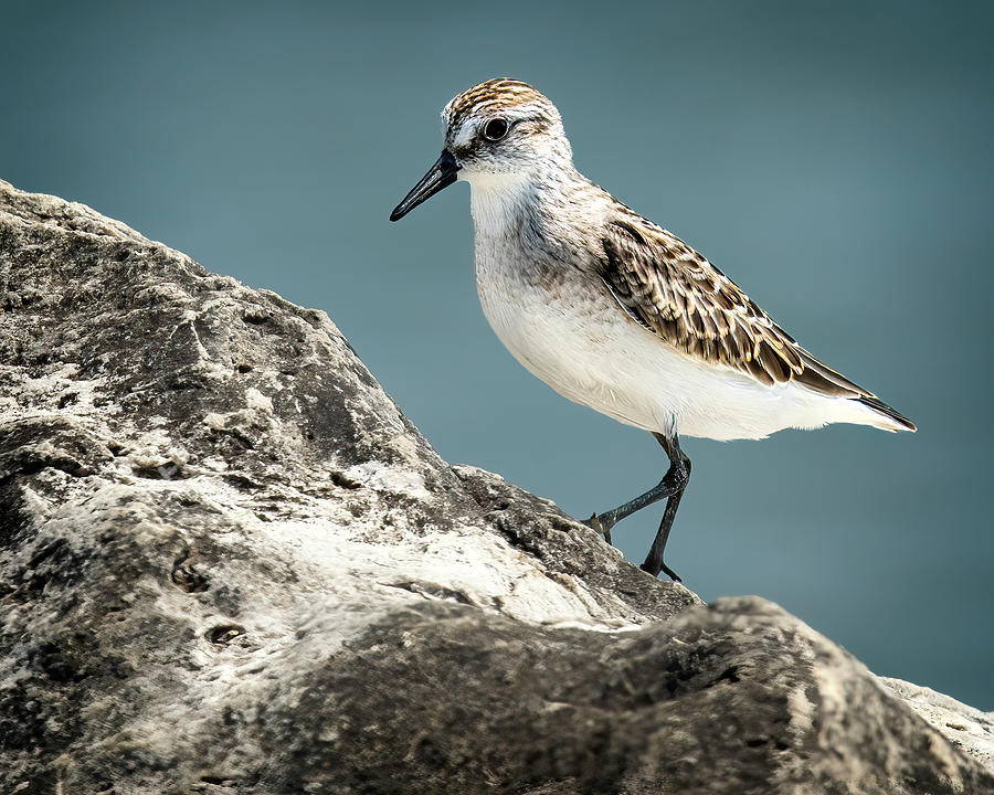 Semipalmated Sandpiper Photograph By Roger Swieringa Fine Art America