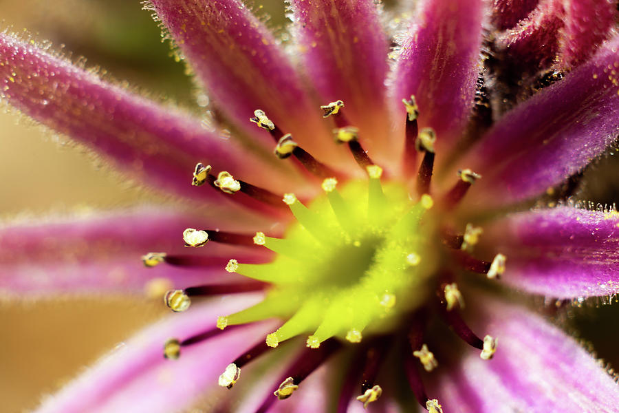 Sempervivum bloom macro Photograph by Scott Lyons