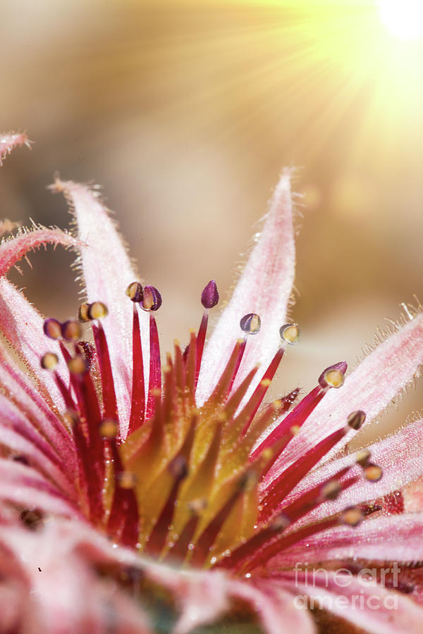 Sempervivum pink flowers macro with sunshine Photograph by Simon Bratt