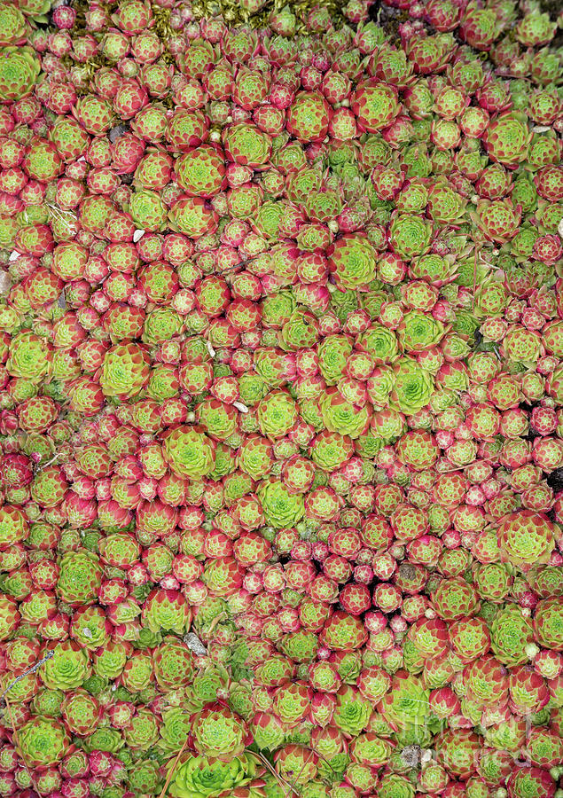 Sempervivum Plants Photograph by Tim Gainey