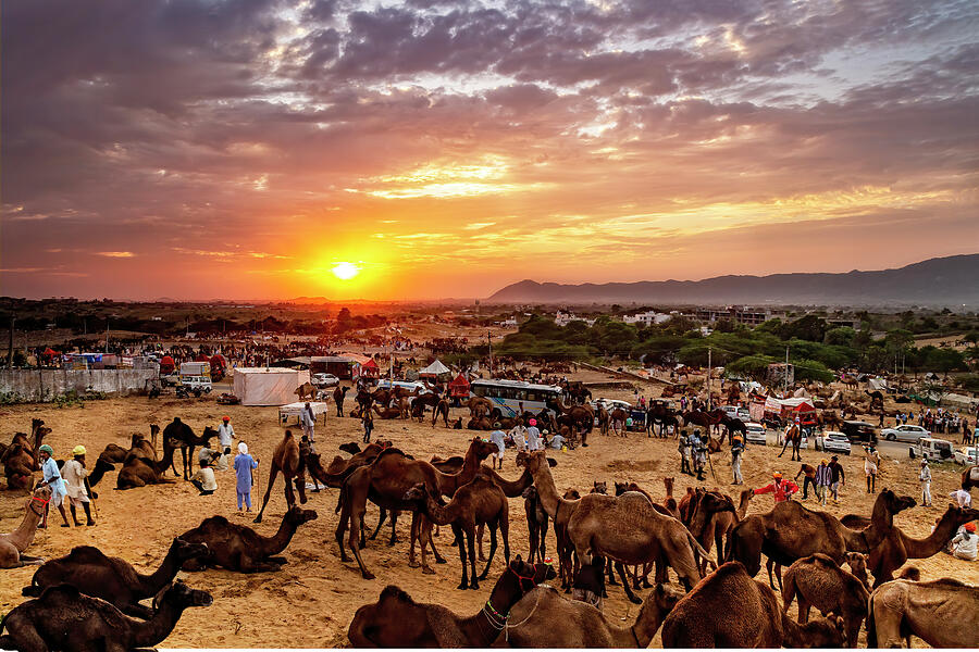 Send Your Camel To Bed by Kay Brewer Send Your Camel To Bed by Kay Brewer