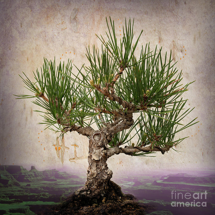 Spreading Good Vibes - Japanese Black Pine Bonsai Tree Photograph by Denise Strahm