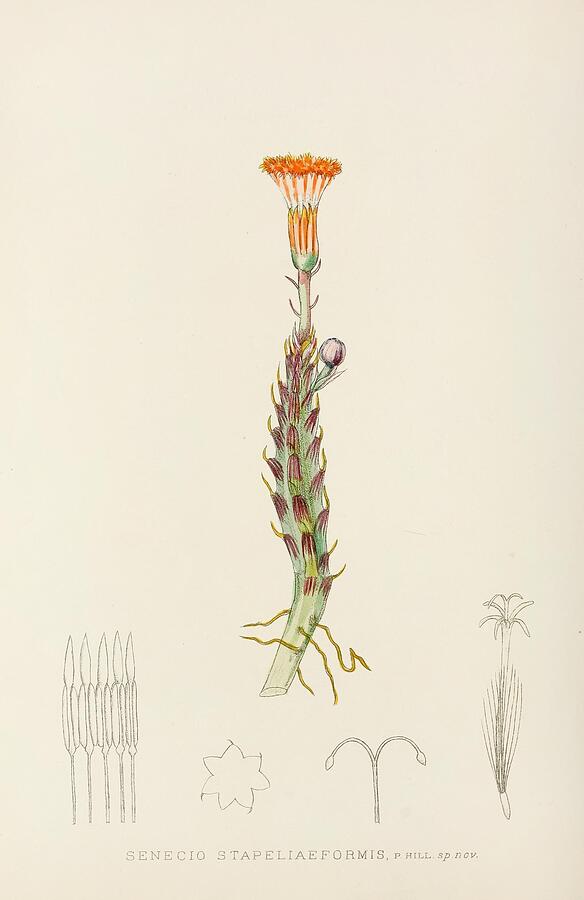 Flowers Still Life Painting - Senecio Stapeliaeformis  by Illtyd Buller PoleEvans South African