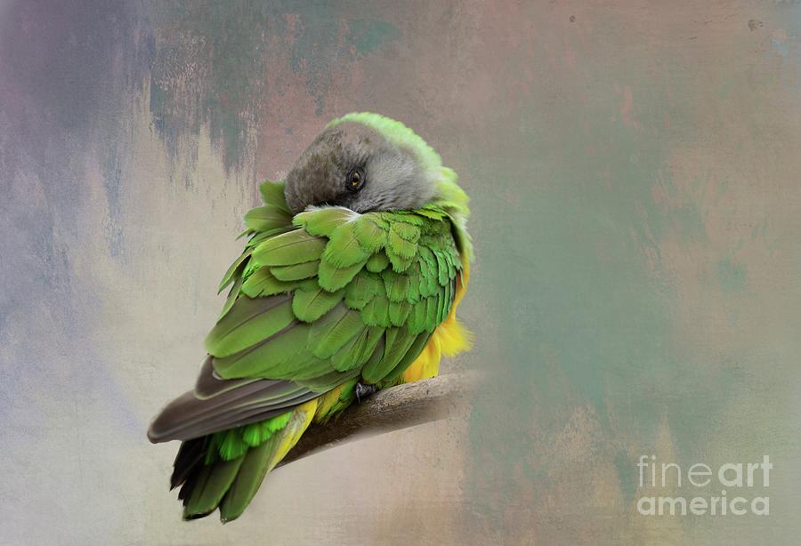 Bird Photograph - Senegal Parrot 2 by Eva Lechner
