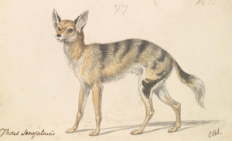 Senegalese Wolf or Grey Jackal Drawing by Charles Hamilton Smith