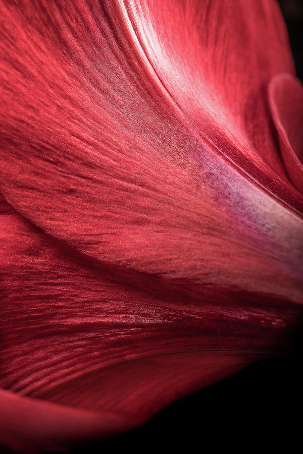 Senescence no. 6 - Bloom Photograph by Bruce Davis