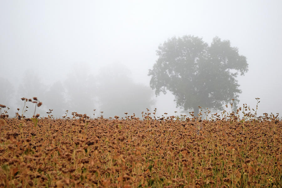 Senescent Mists Photograph by Staci Grimes Senescent Mists Photograph by Staci Grimes