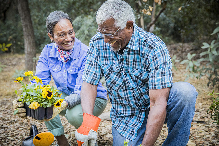 Senior African American Couple Planting in Garden Photograph by Adamkaz