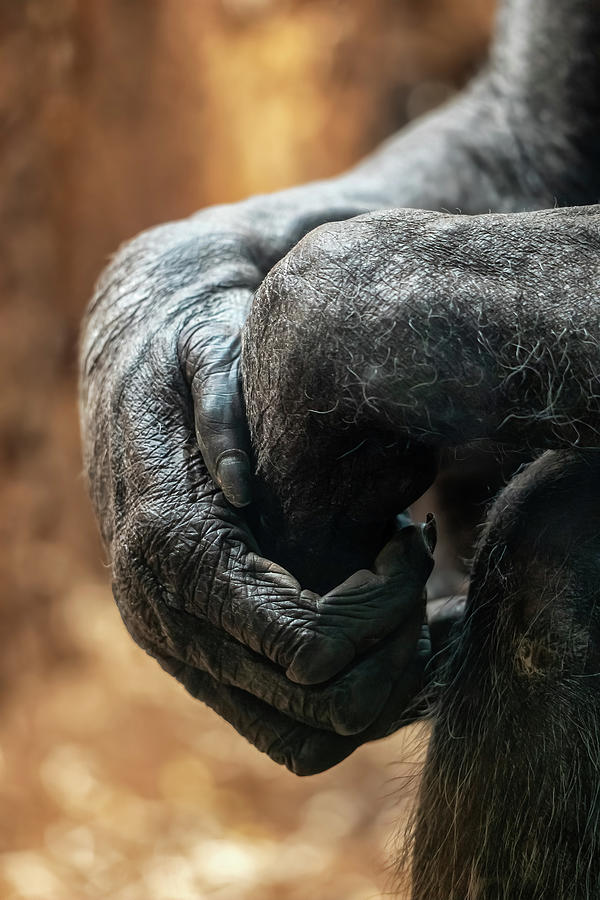 Senior Chimpanzee Wrinkled Hands Photograph by Artur Bogacki