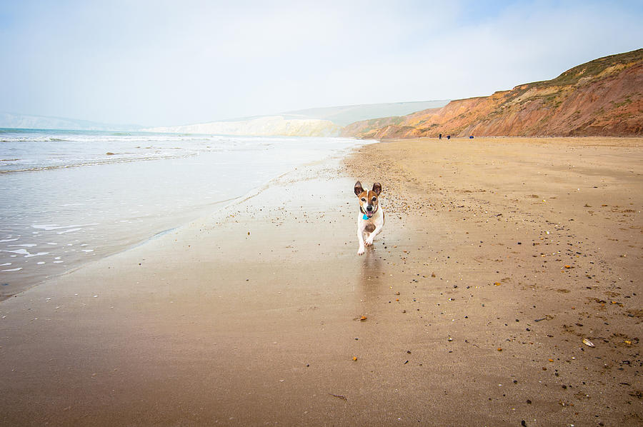 Senior dog running on the beach Photograph by Gollykim
