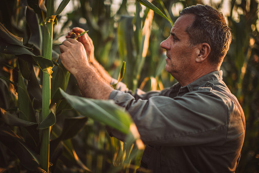 Senior farmer picking corn Photograph by Hirurg