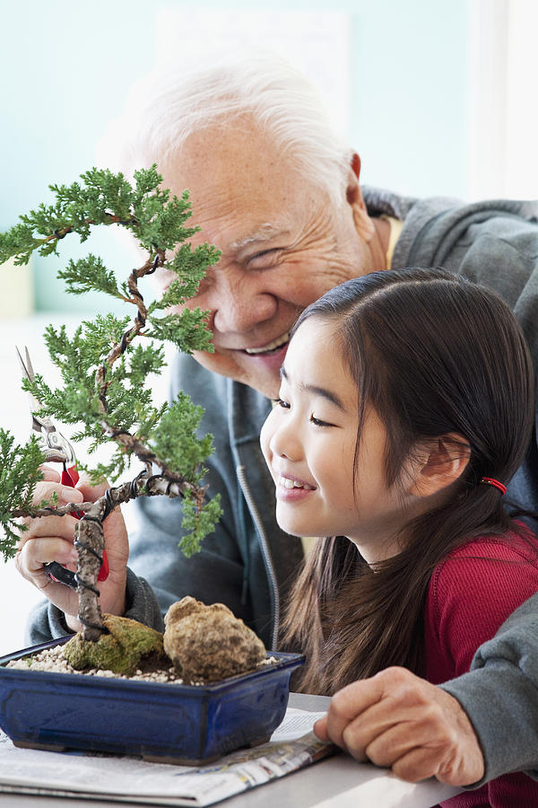 Senior Japanese man pruning bonsai tree with granddaughter Photograph by Ronnie Kaufman