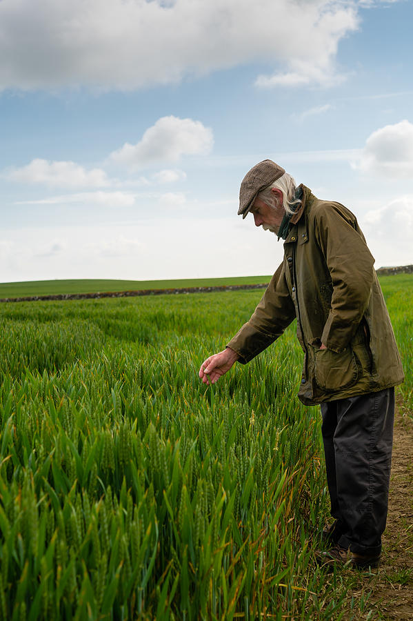 Senior man looking at the condition of a crop Photograph by JohnFScott