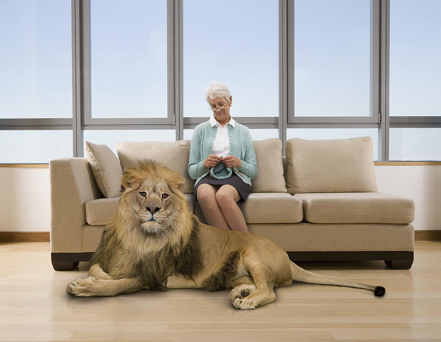 Senior woman knitting with lion at her feet Photograph by John Lund