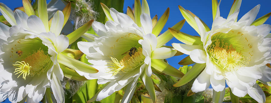 Senita Cactus Flowers Photograph by Jim Thompson