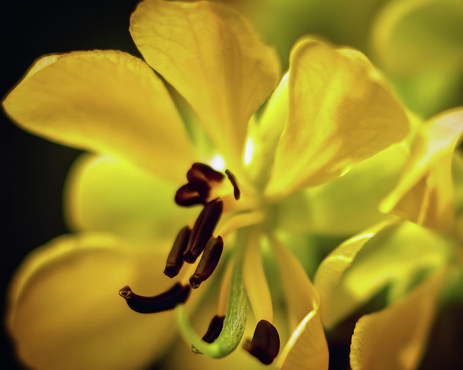 Senna Wildflower Macro Photograph by Laura Vilandre