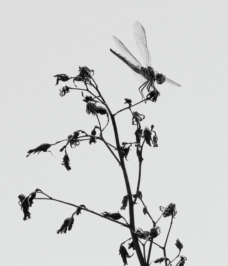 Senoia dragon fly Photograph by Eyes Of CC