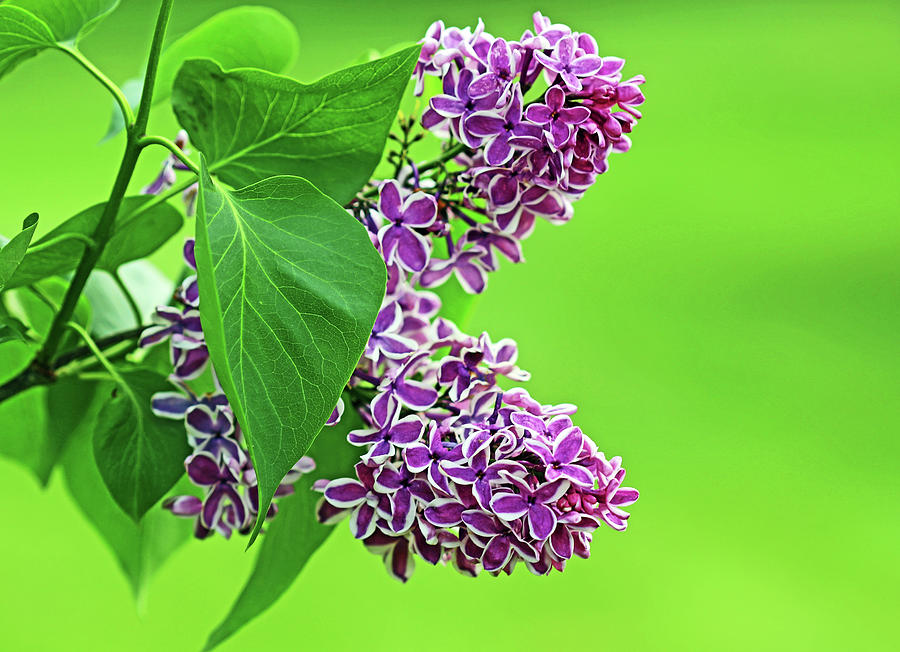 Sensation Lilacs  Photograph by Debbie Oppermann