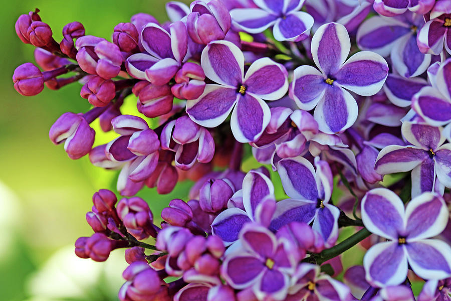 Sensation Lilacs I Photograph by Debbie Oppermann