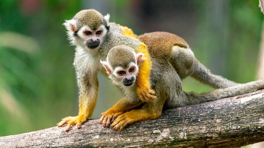 Sensational Noble Monkeys Cuddling Close Up Ultra HD Photograph by ...