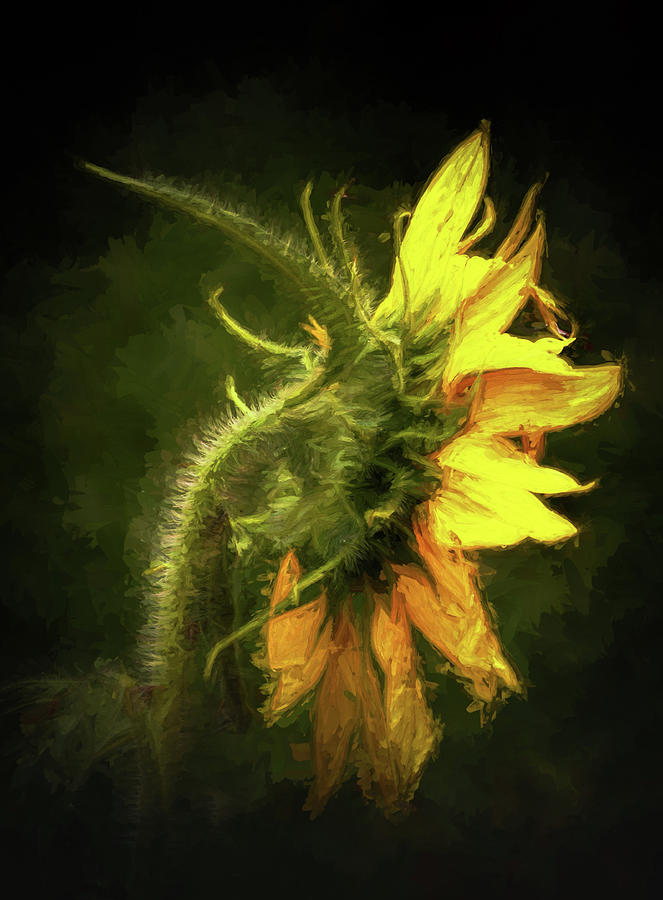 Sensational Sunflower Photograph by Ola Allen