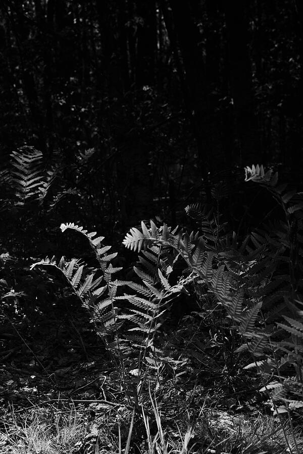 Sensitive Ferns In Shadow Photograph by Sue Capuano Sensitive Ferns In Shadow Photograph by Sue Capuano