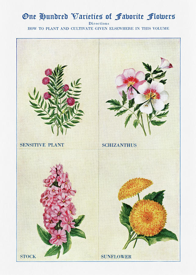 Sunflower Digital Art - Sensitive Plant, Stock, Sunflower - Vintage Flower Illustration - The Open Door to Independence by Studio Grafiikka
