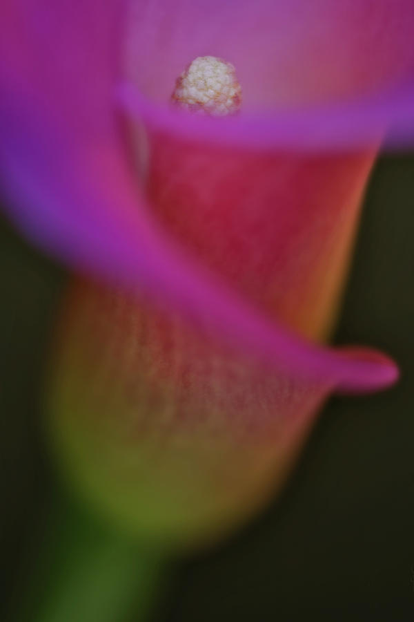 Lily Photograph - Sensous Lily Curves by Susan Candelario