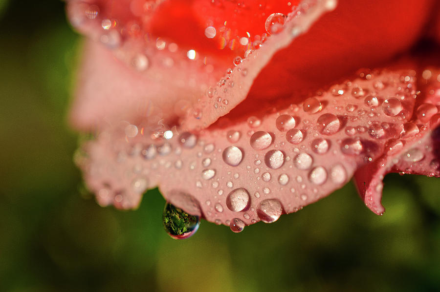 Sensual Rain Drop - Floral Photograph by Dianne Cowen Cape Cod Photography