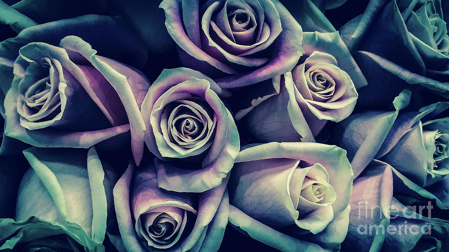 Sentimental Roses Photograph by Fei A