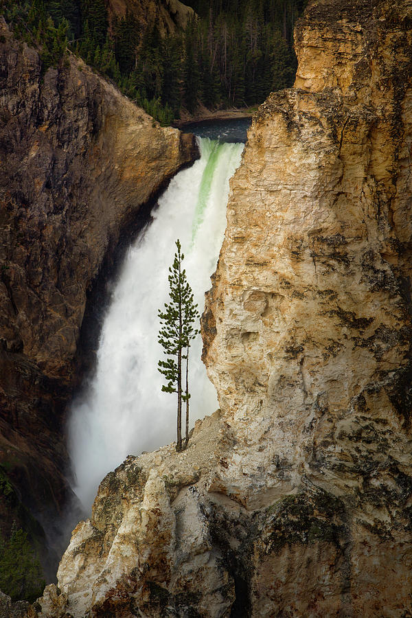 Yellowstone National Park Photograph - Sentinel of Yellowstone Falls by John Hamlon